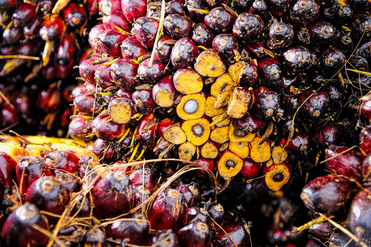 Palm Oil Fresh Fruit Bunch Quality Assessment